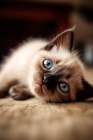 Siamese kitten lying on blanket Art Print